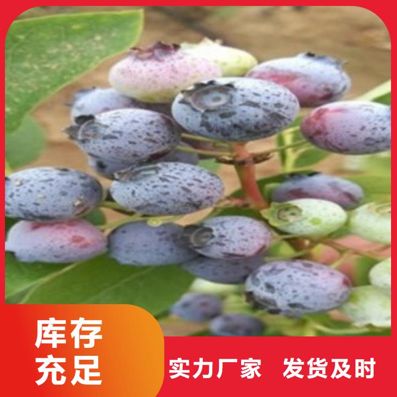 蓝莓苗山楂苗多年实力厂家