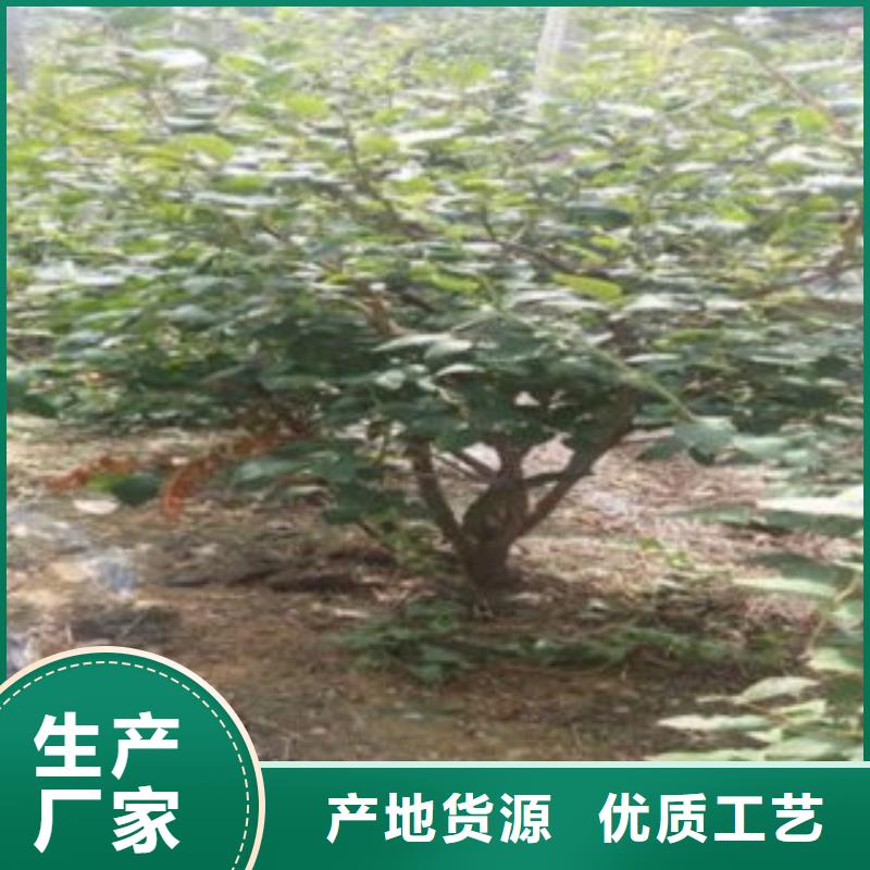 蓝莓苗山楂苗多年实力厂家