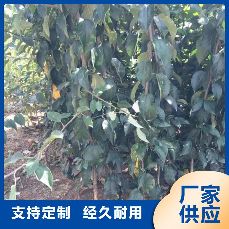 苹果苗梨树苗可零售可批发