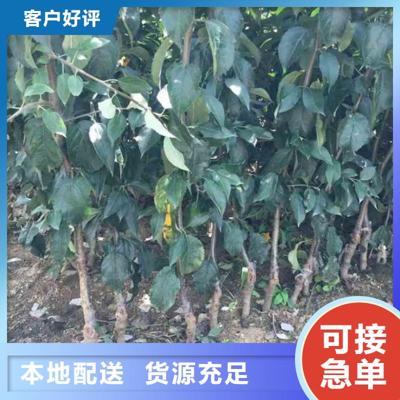 苹果苗梨树苗可零售可批发