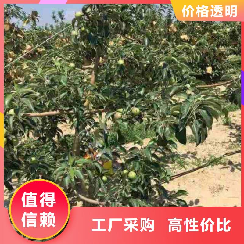 苹果苗梨树苗可零售可批发