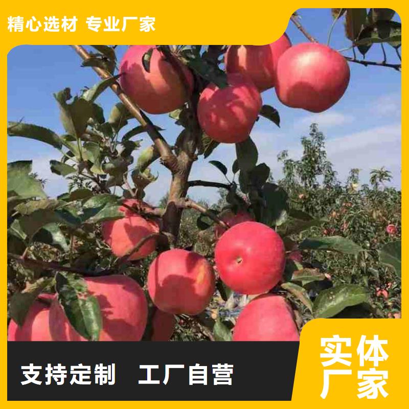 苹果苗-梨树苗自有厂家