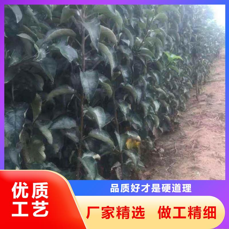 苹果苗梨树苗可零售可批发