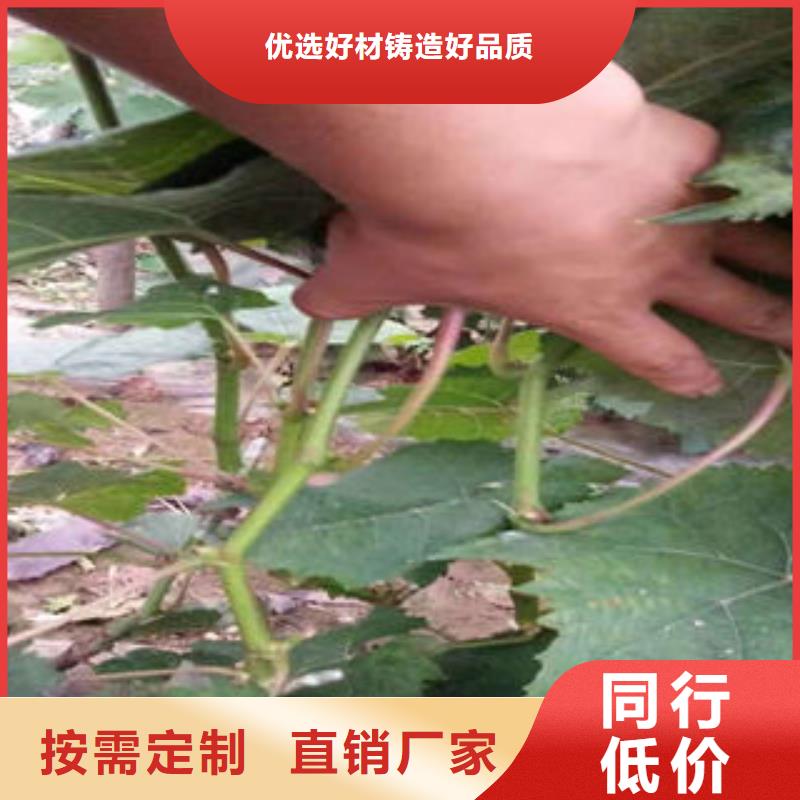 葡萄苗 板栗苗正规厂家