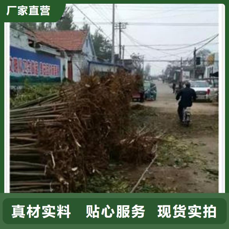 香椿苗梨树苗快捷物流