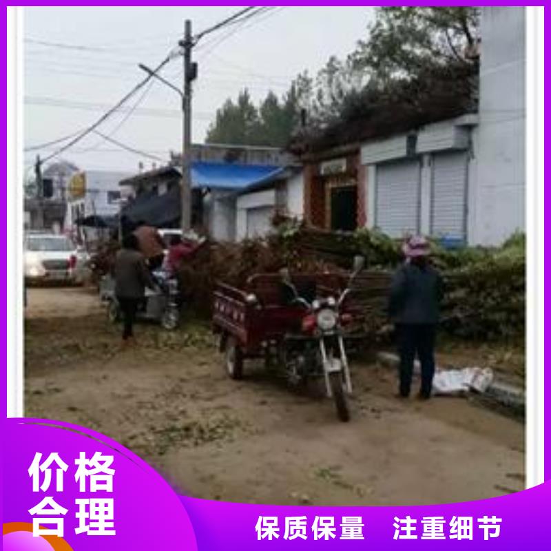 香椿苗梨树苗快捷物流