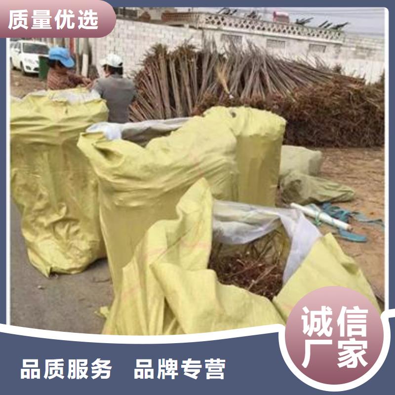 香椿苗梨树苗快捷物流