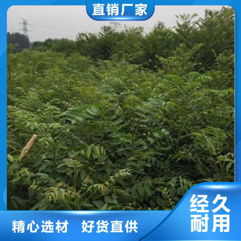 香椿苗梨树苗快捷物流