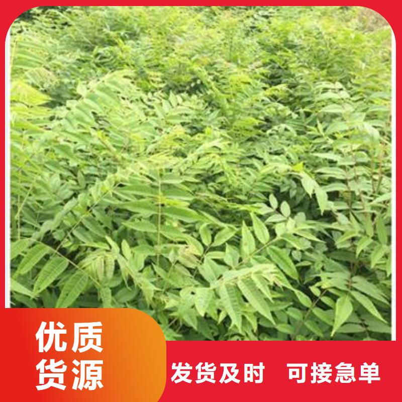 香椿苗梨树苗快捷物流