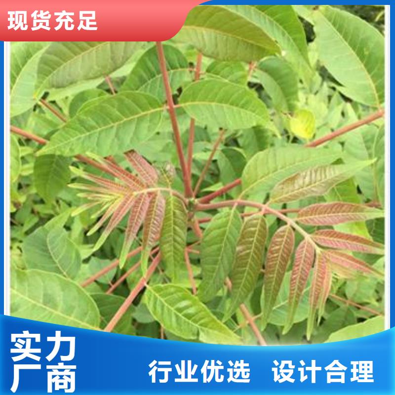 香椿苗梨树苗快捷物流