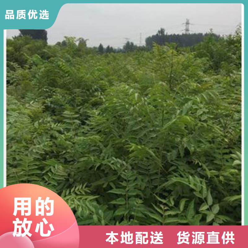 香椿苗梨树苗快捷物流