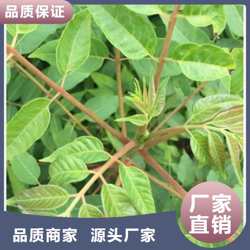 香椿苗梨树苗快捷物流