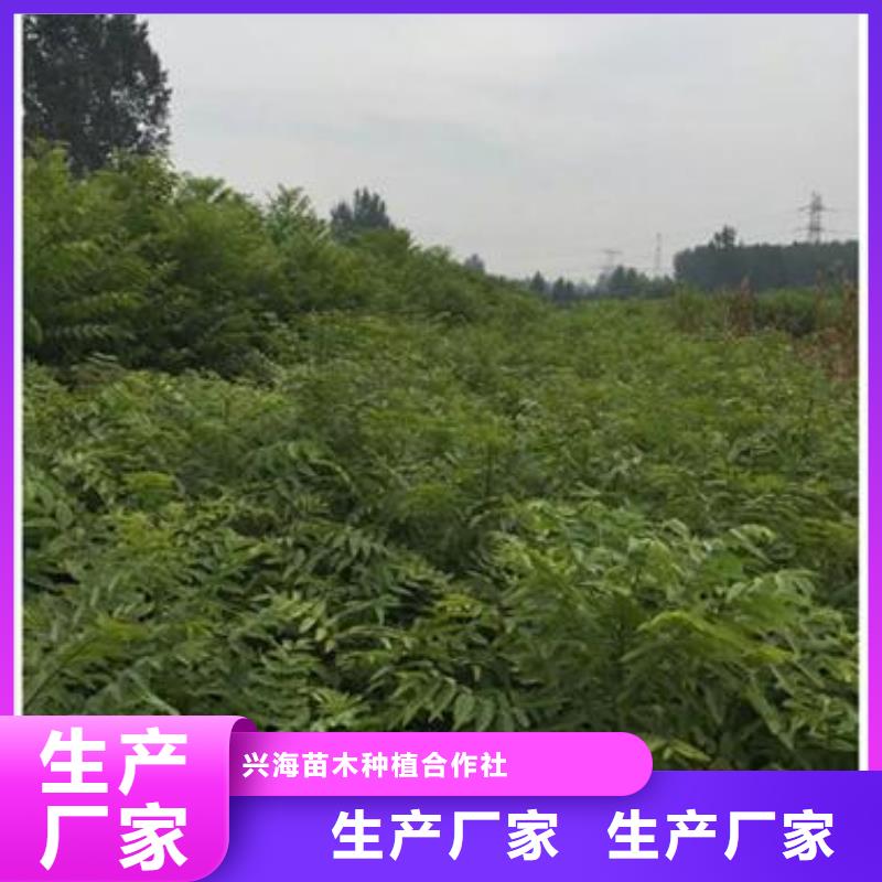 香椿苗梨树苗快捷物流