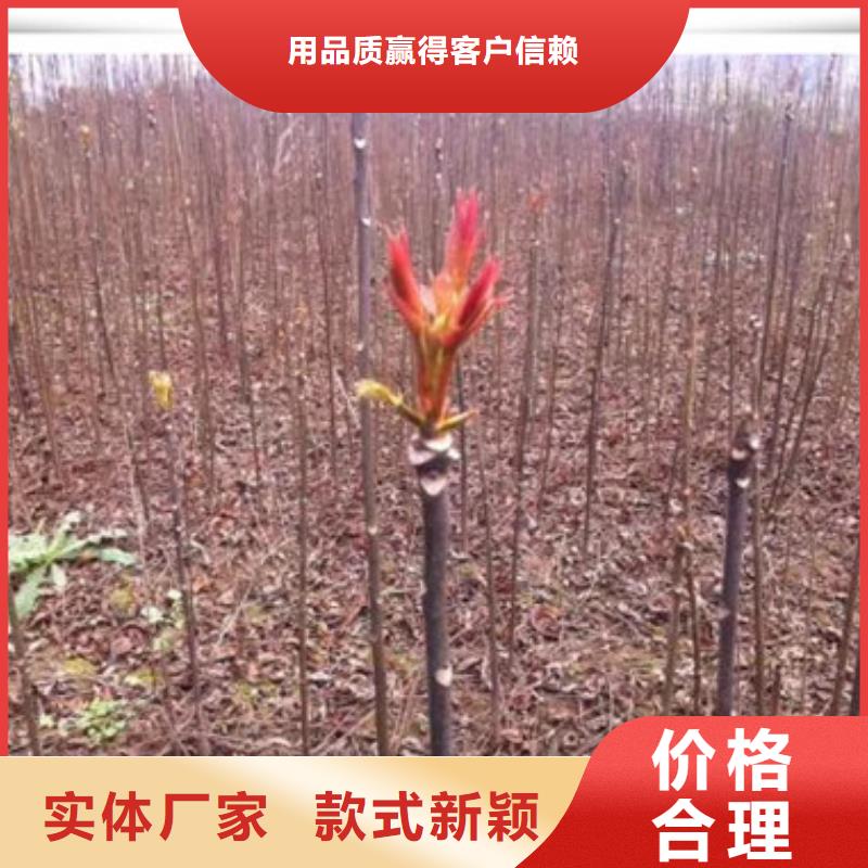香椿苗梨树苗快捷物流