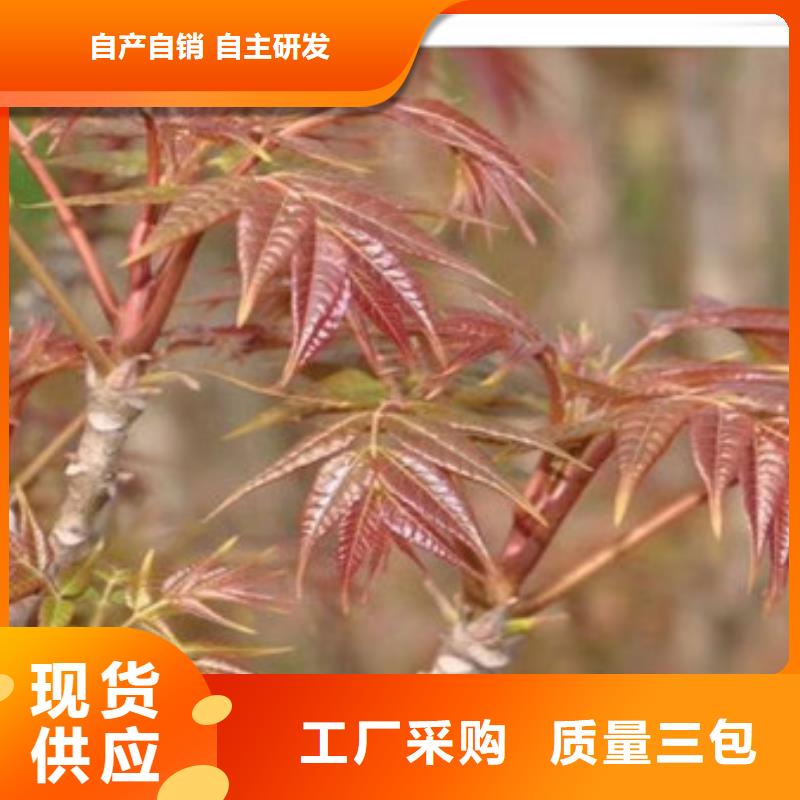 香椿苗梨树苗快捷物流