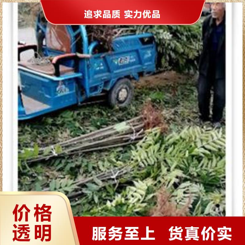 香椿苗梨树苗快捷物流