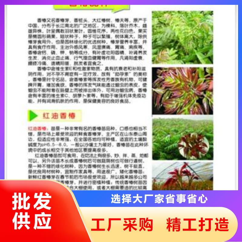 香椿苗梨树苗快捷物流