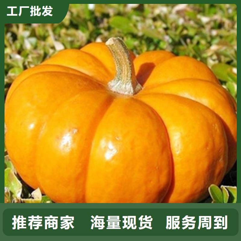 南瓜粒厂家直供