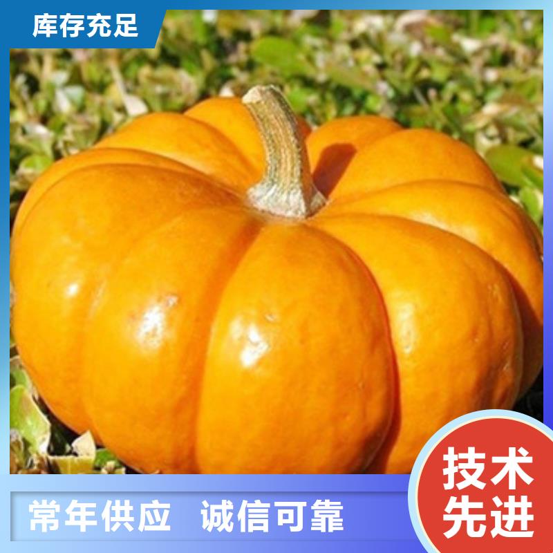 无皮南瓜粒放心购买