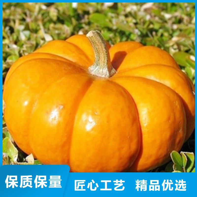南瓜丁承诺守信