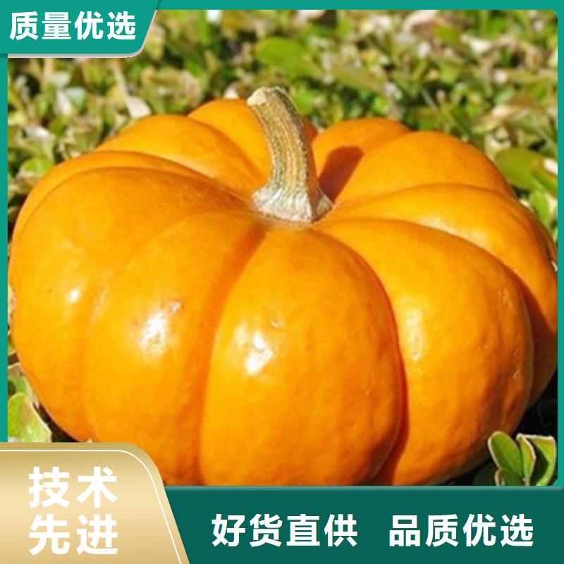 无皮南瓜粒在线报价