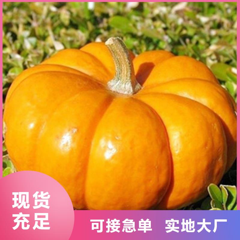 无皮南瓜丁常用指南