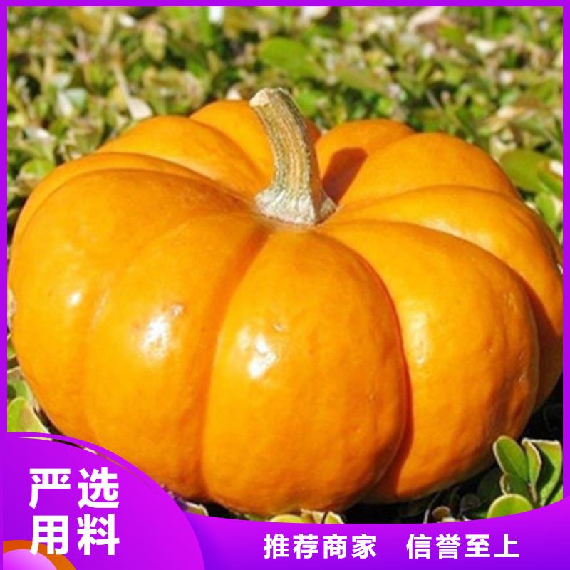 南瓜丁货源