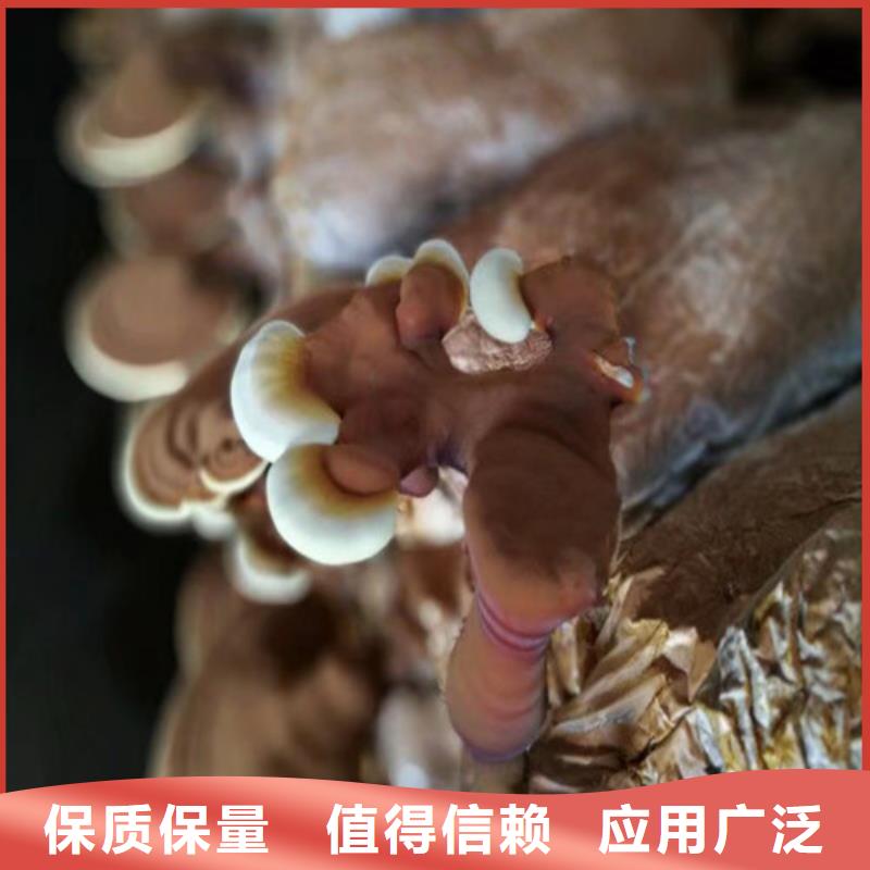 破壁灵芝孢子粉海量货源