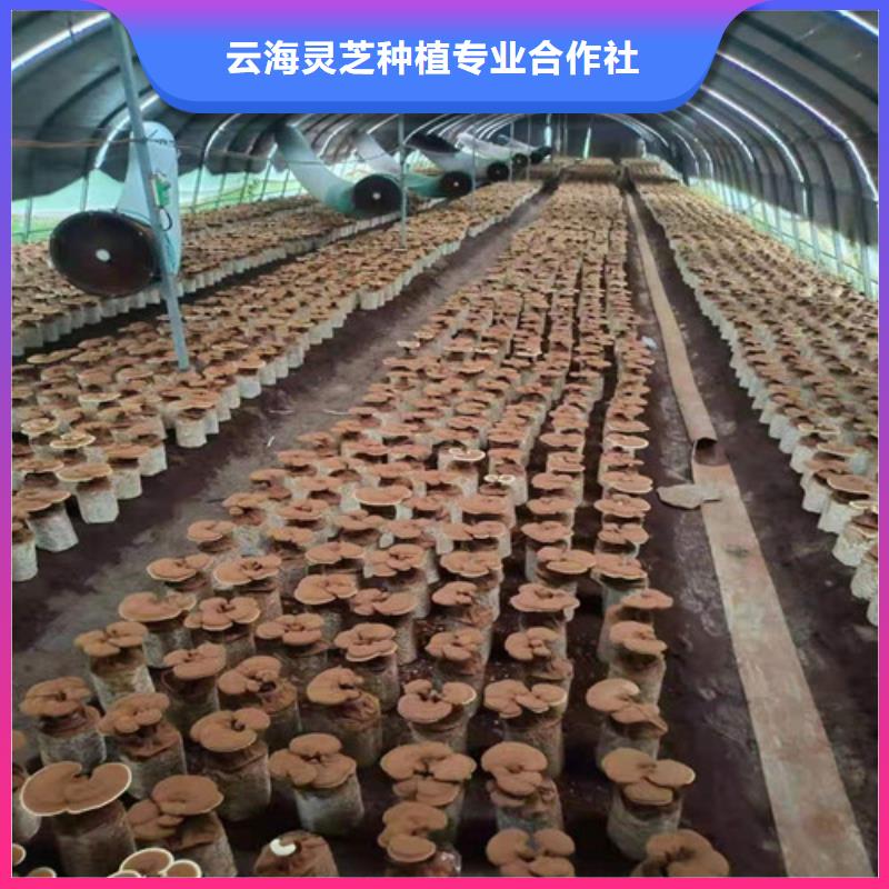 赤灵芝孢子的功效与主治实体厂家