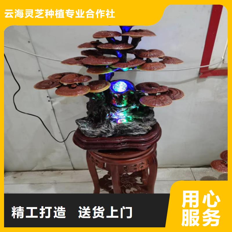 定制灵芝孢子粉代工厂的当地厂家