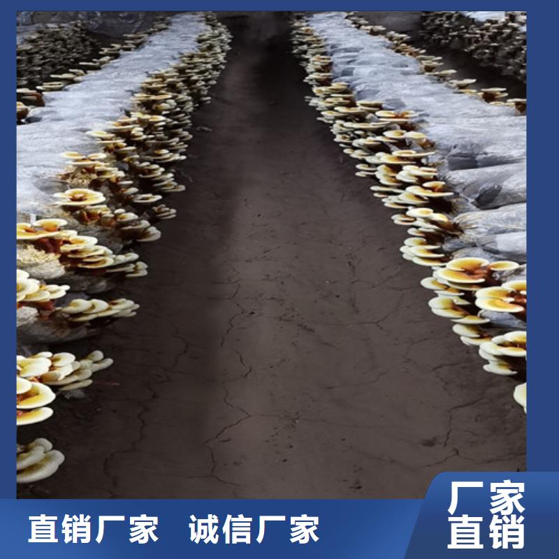 黑灵芝泡水喝的功效与作用现货充足