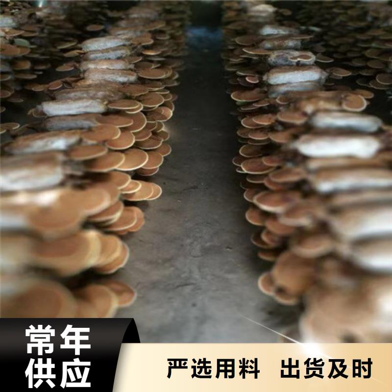 赤灵芝孢子的功效与主治实体厂家