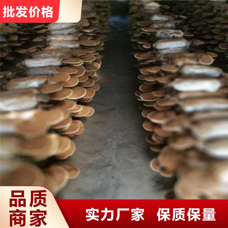 定制灵芝孢子粉代工厂的当地厂家