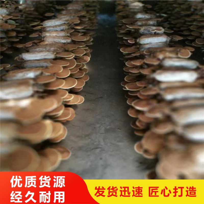 黑灵芝泡水喝的功效与作用现货充足