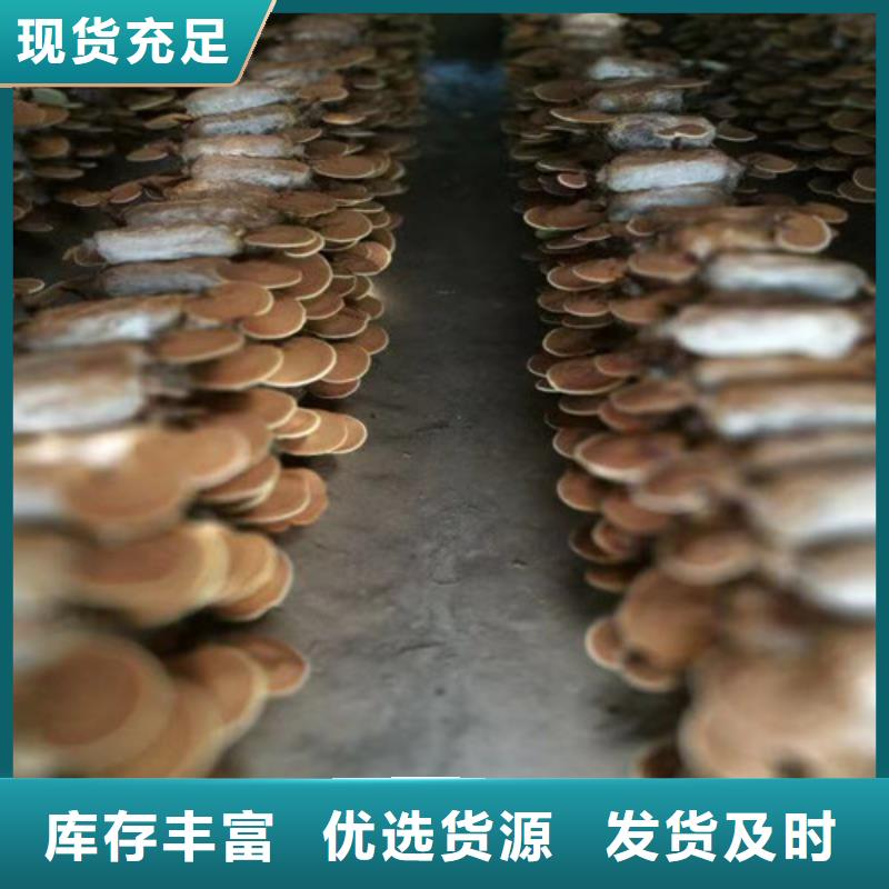 灵芝孢子粉代工厂制作公司