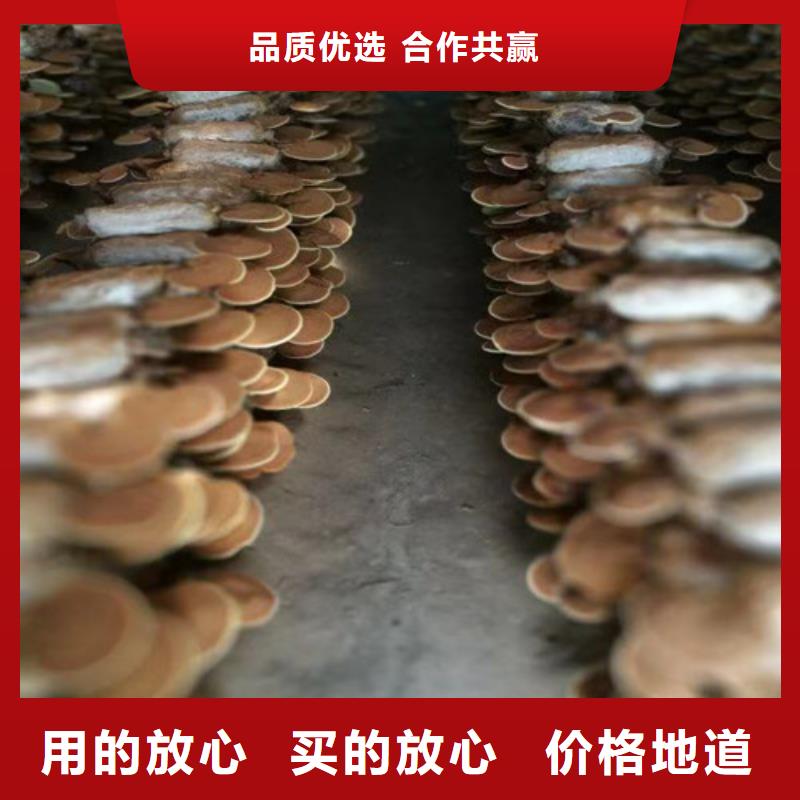 定制灵芝孢子粉代工厂的当地厂家