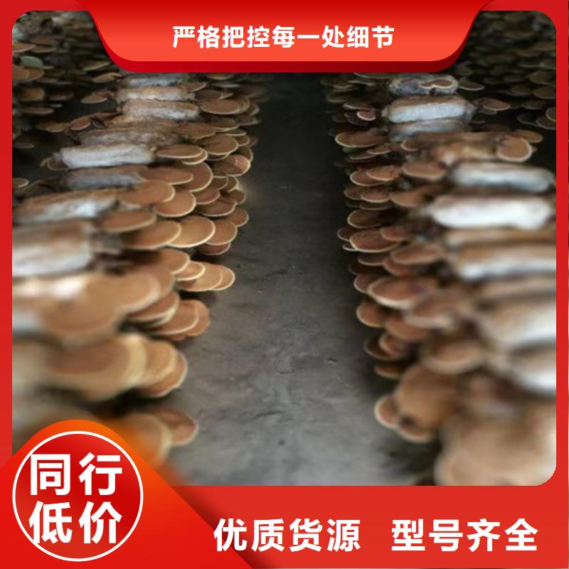 黑灵芝的功效与作用欢迎订购