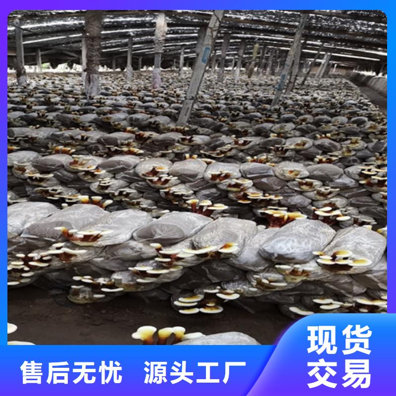 黑灵芝的功效与作用欢迎订购