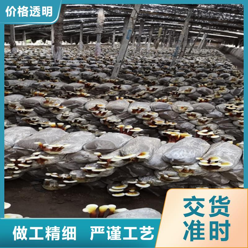 可定制的灵芝孢子粉代工厂现货厂家