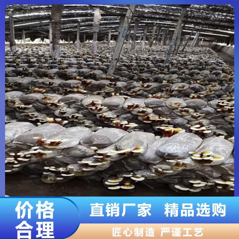 灵芝盆景货真价实