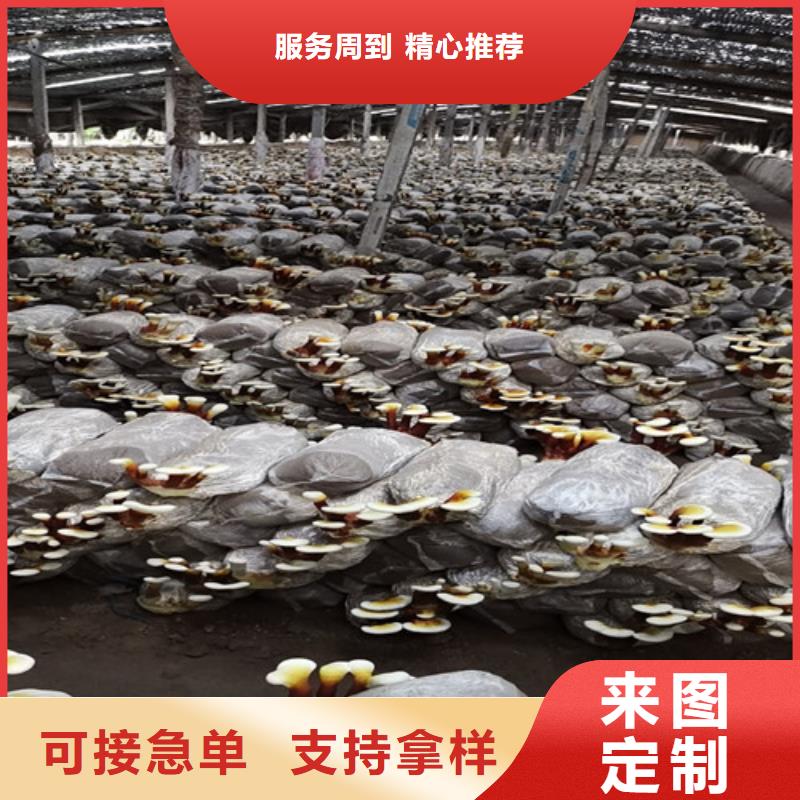 赤灵芝的食用方法生产基地