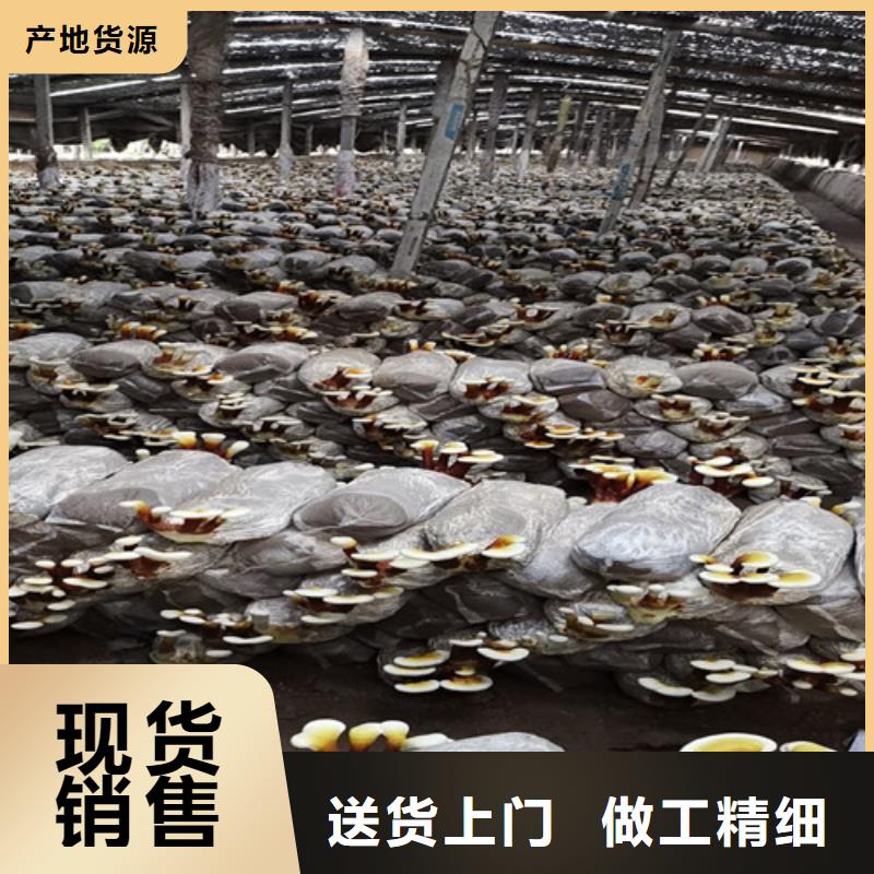 定制灵芝孢子粉代工厂的当地厂家