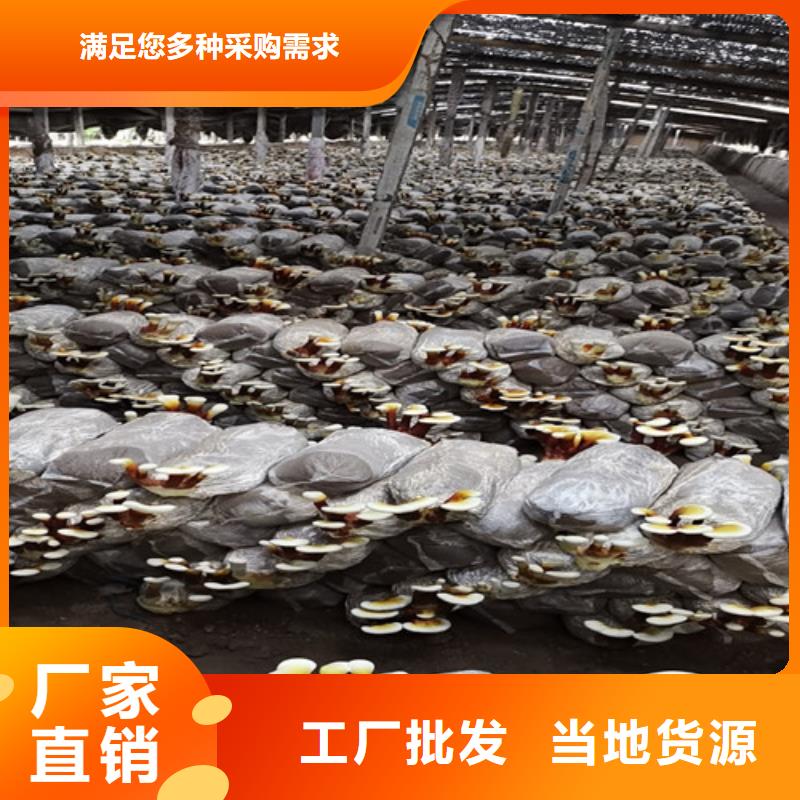 黑灵芝泡水喝的功效与作用优惠报价