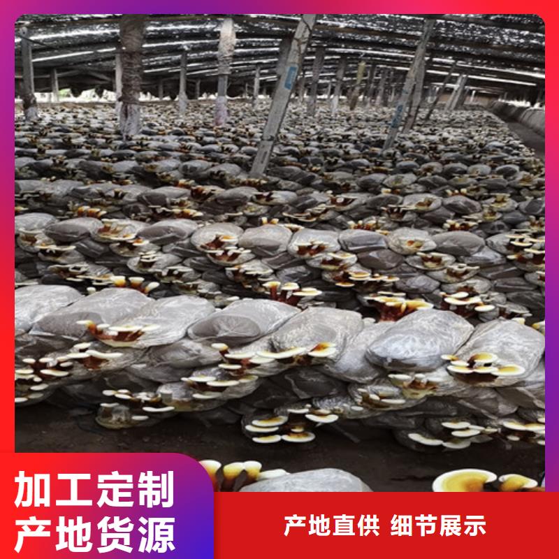 灵芝药用价值种植基地
