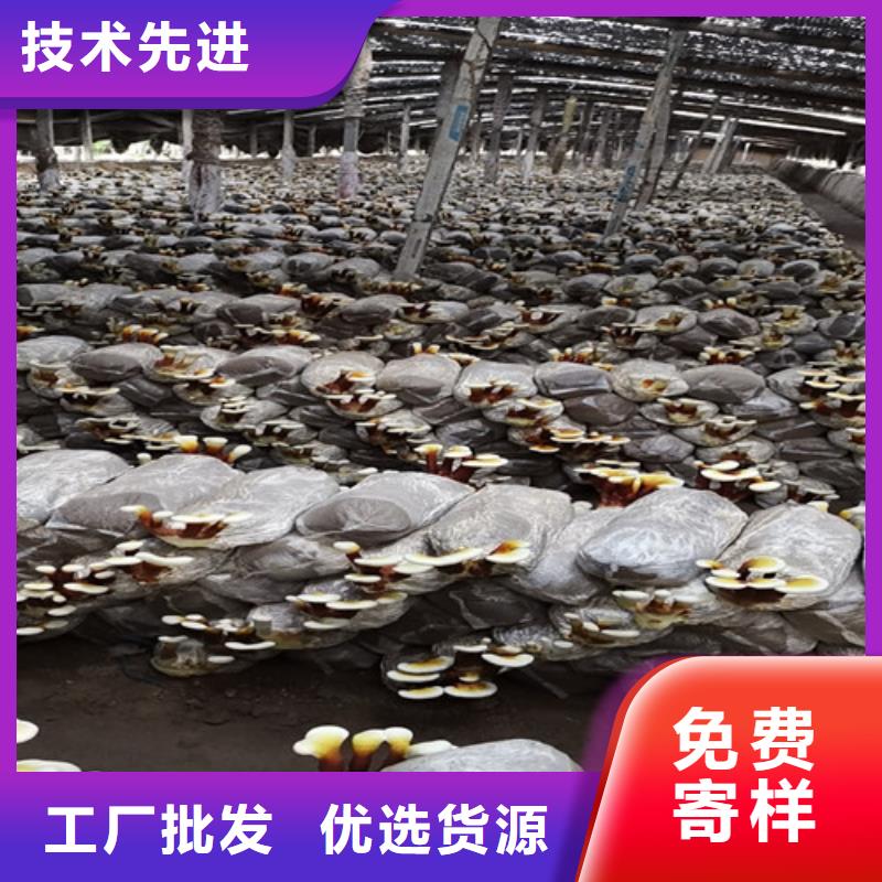 灵芝盆景货真价实