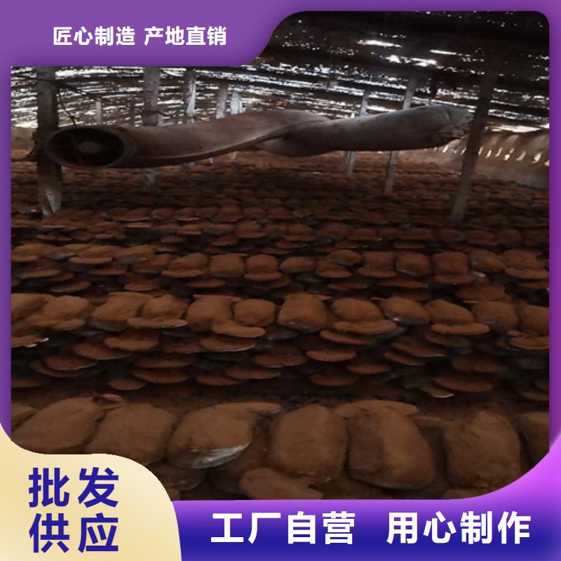 灵芝破壁孢子粉为您服务