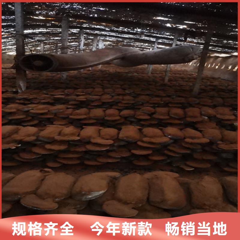 买破壁灵芝孢子粉必看-价格低