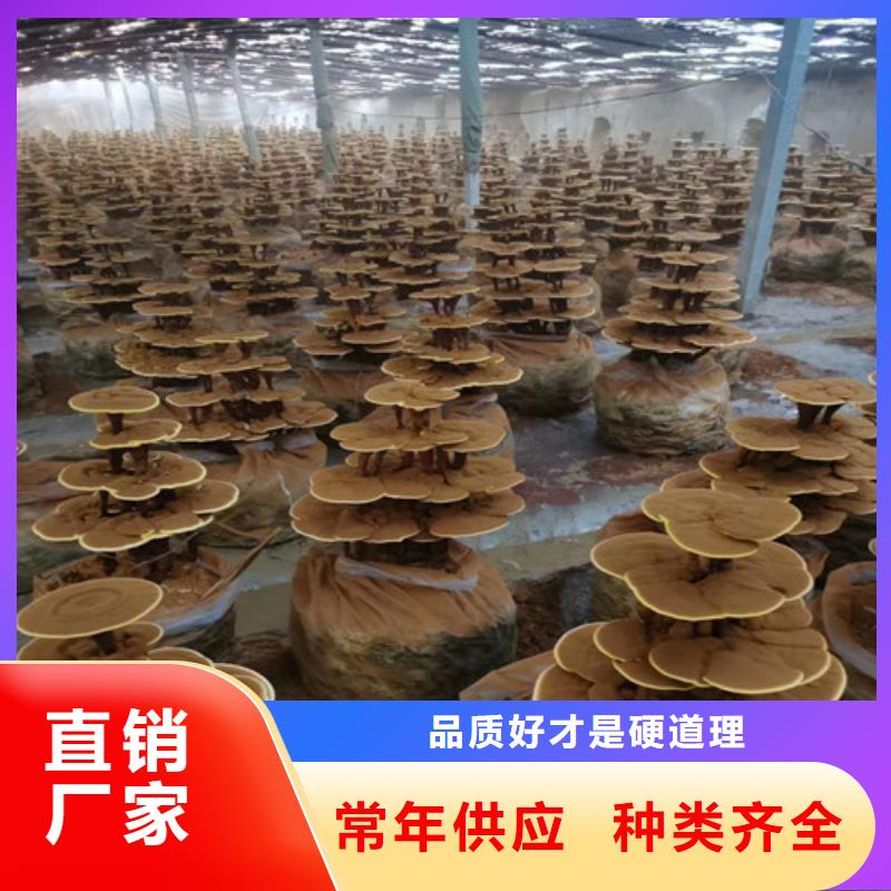 生产3克装孢子粉的生产厂家