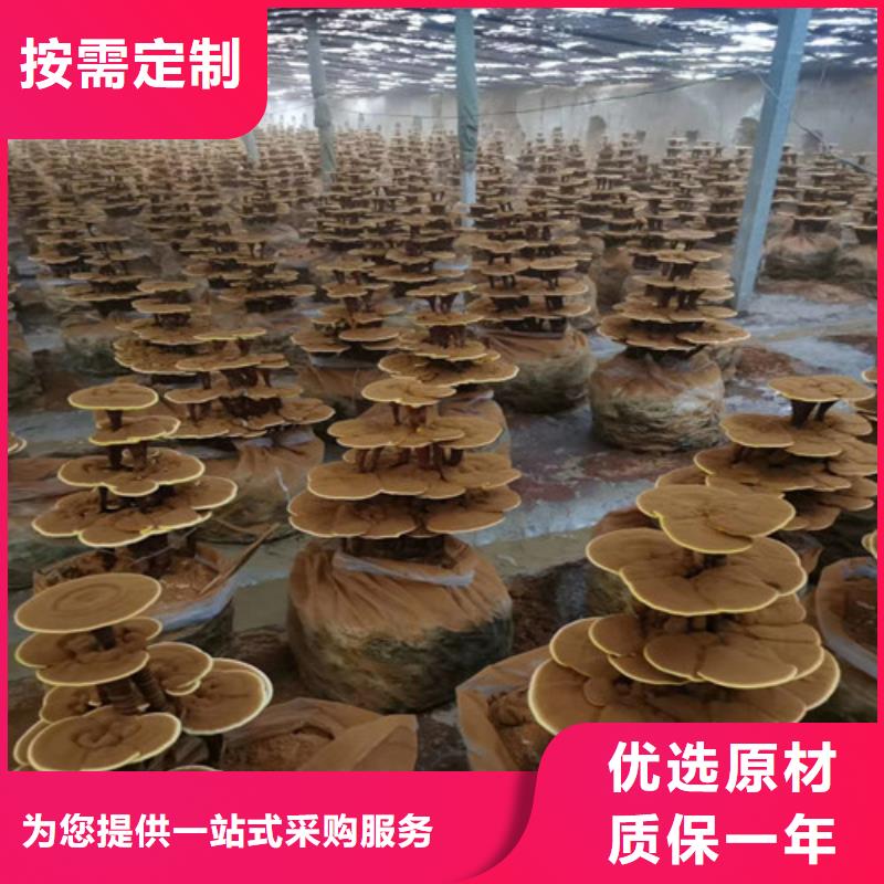 灵芝药用价值种植基地