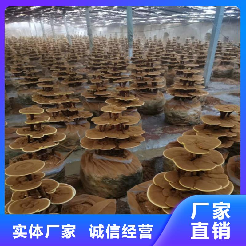 买破壁灵芝孢子粉必看-价格低